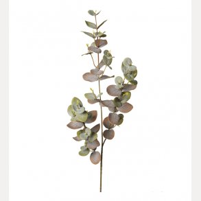 Eucalyptus 70cm