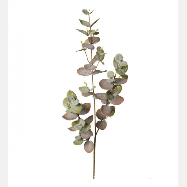 Eucalyptus 70cm