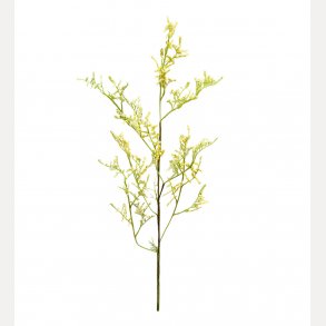 Limonium 100cm