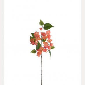 Bougainvillea 60cm
