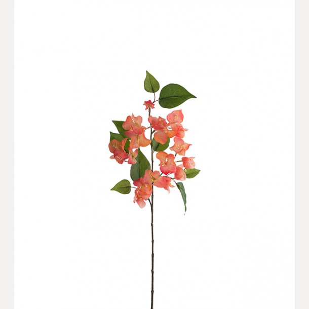 Bougainvillea 60cm