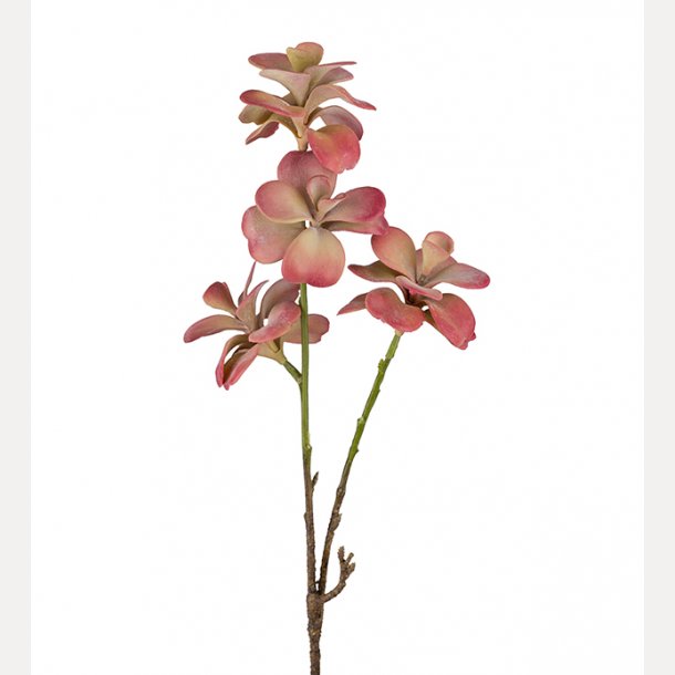 Succulent 50 cm