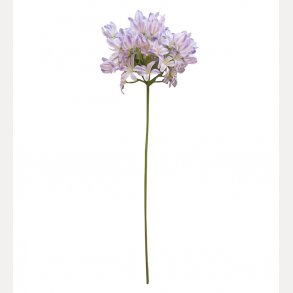 Agapanthus 70cm