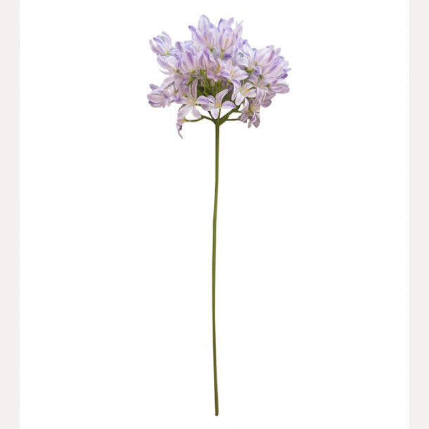 Agapanthus 70cm