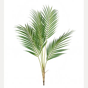 Bergspalm grnn 80 cm