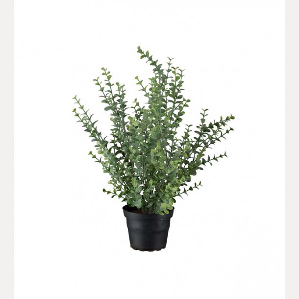 Eucalyptus 40 cm