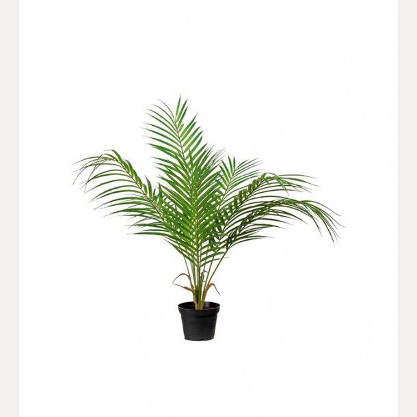 Bergspalm grnn 55 cm