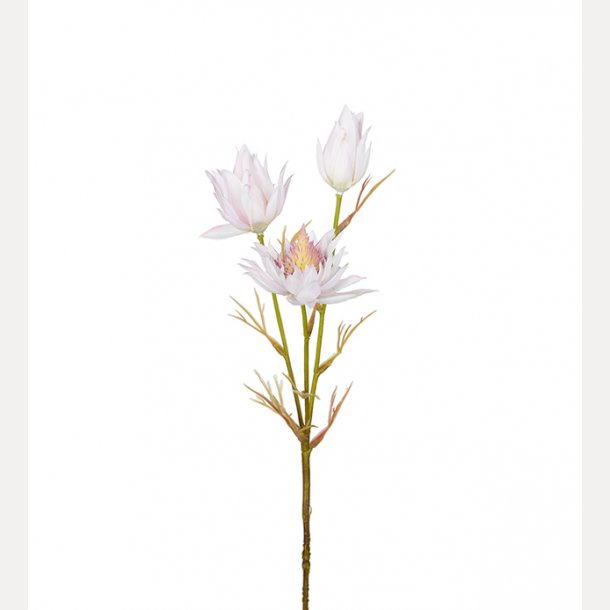 Blushing Bride 40 cm